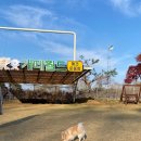 카페 개떼 이미지