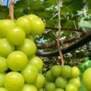 모모농장 이미지