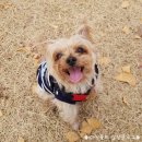 행복한개 이미지