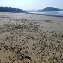 지니비치향 이미지