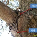 지피 이미지