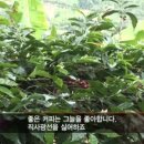 살렌토커피 이미지