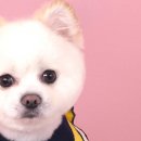 퀸펫살롱 이미지