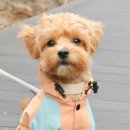 예쁜강아지 이미지