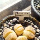 다솜이네 이미지