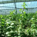 향수(온산) 이미지