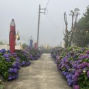 애월연대 | [제주] 제주도 3박 4일 중문+애월 여행코스 추천(파더스가든 수국, 금오름, 곽지)