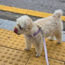 초이스테이 | 춘천 애견동반 감성카페 초이랑