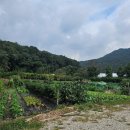 장쟁이쌈선생 이미지