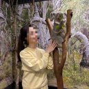 코알라 | 시드니 페더데일 동물원 후기｜코알라와 사진찍고 쿼카 보고 온 리얼 체험기