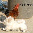 촌닭