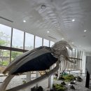 민속자연사박물관 | 제주여행 민속자연사박물관ㅣ제주공항 근처 실내 관광지 후기