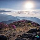 지리산국립공원에서 만난 반달곰과 자연과 인간이 공존하는 순천만습지 이미지