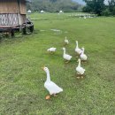 우림목장 이미지