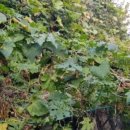 도화사거리 앞 이미지