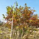 목천농장 이미지