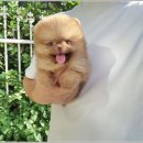 꽃강아지 이미지