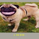 복 이미지