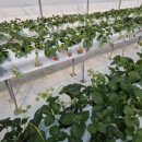 다인농장 이미지