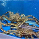 씽씽수산 - 목포시 산정로47번길 15-7 | 씽씽수산