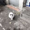 빽도리 Daum카페
