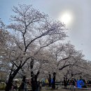 작천정4(우회전) | 울산·경주 벚꽃길 명소 인생샷 장소 추천(작천정,첨성대)