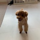 해피그래스 | 전주) 해피그래스 - 강아지 미용 후기