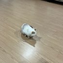 바다의왕자 | 서산 호수공원 횟집 포장 추천ㅣ바다의 왕자 모듬회 솔직후기