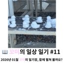 꼬미푸드 | 꼬미의 일상 일기 #11