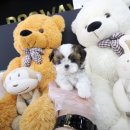 도그웨이 청주점 이미지