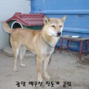 비호 이미지