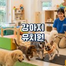 보고유치원 | 강아지 유치원 처음 맡겨보고 느낀 솔직 후기 (후회 없던 선택 기준 공개)