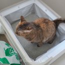 최강 | 고양이 모래 먼지 없는 벤토나이트 추천 최강모래 후기