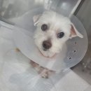 24시노아동물메디컬센터 이미지