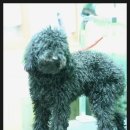 코지펫살롱 이미지