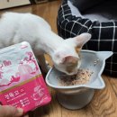 경기한펫 이미지