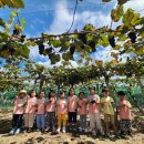 🍇 영동 포도 축제🍇 이미지