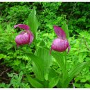 6월 23일 복주머니란 (Lady's slipper orchid) 이미지