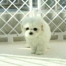 하얀강아지 이미지