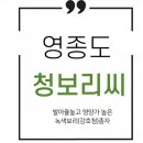보리씨 이미지