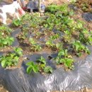 동막골 농장 이미지