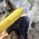 펫택시 | 2026 부산펫쇼 | 펫 택시 첫 탑승 후기➿