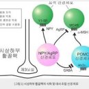 식욕억제제 종류 이미지