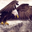 독수리 이미지