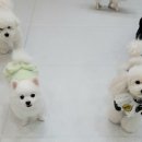 멍찌애견유치원 이미지