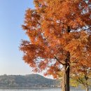 콩자반 애견유치원 이미지