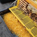 수정벌마야 이미지