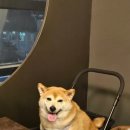 잘나가는 강아지 | 대전 둔산동 맛집 더돈하우스 어머님 환갑 기념 강아지 동반 가족 모임 후기