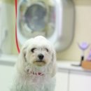 올리브펫 이미지