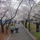 꽃보라동산 이미지